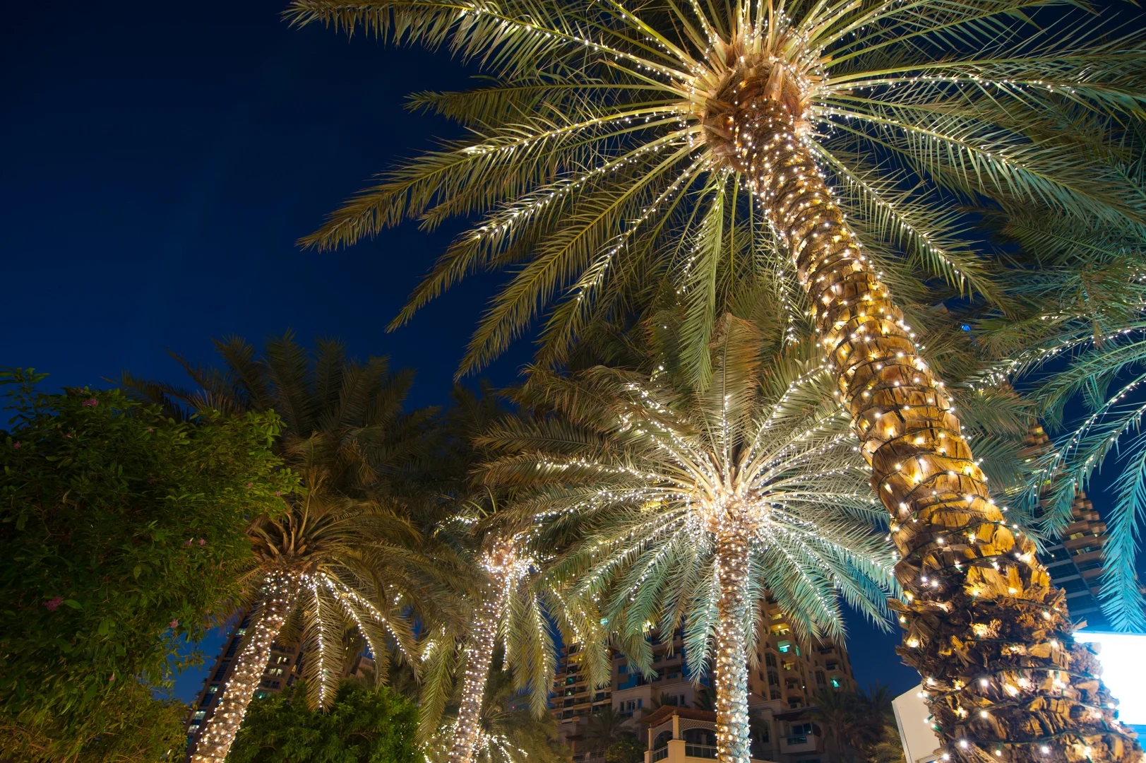 palm tree lighting arizona 2