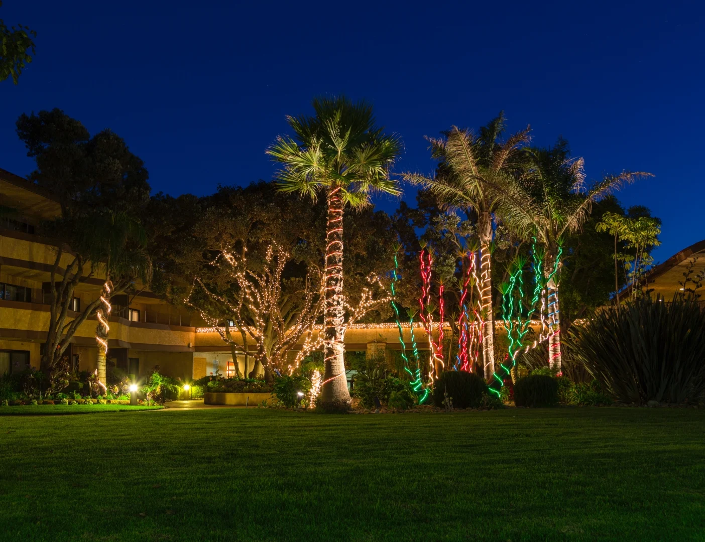 palm tree lighting arizona 3