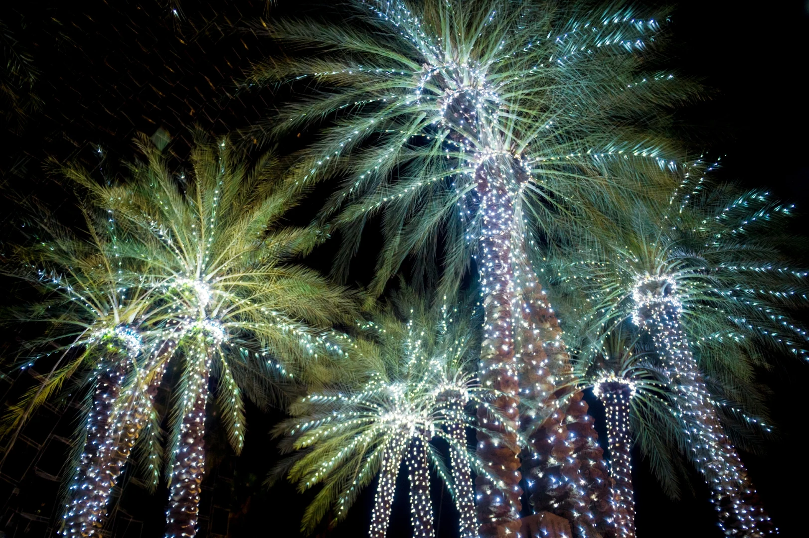 palm tree lighting arizona 4