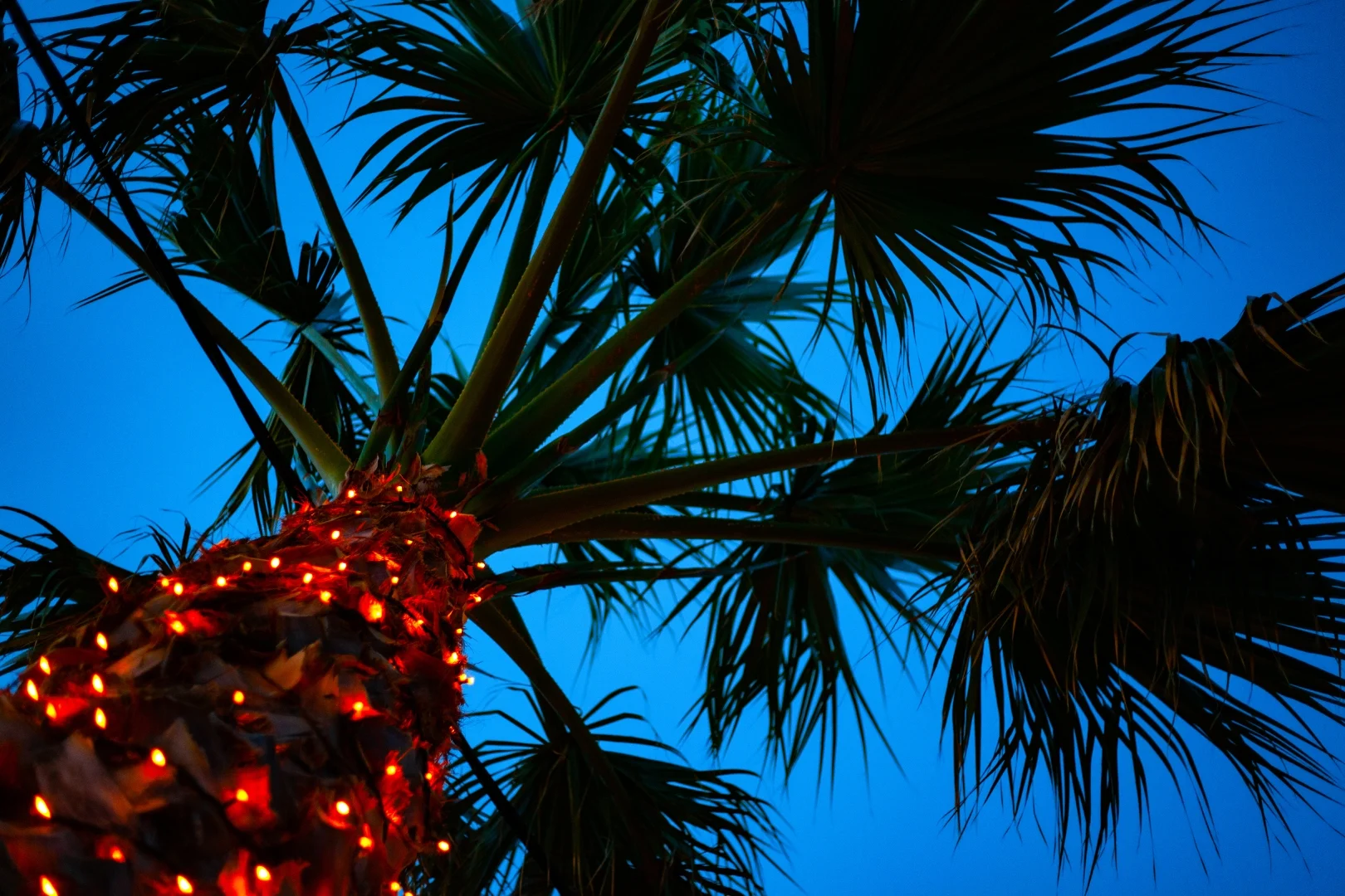 palm tree lighting arizona 5