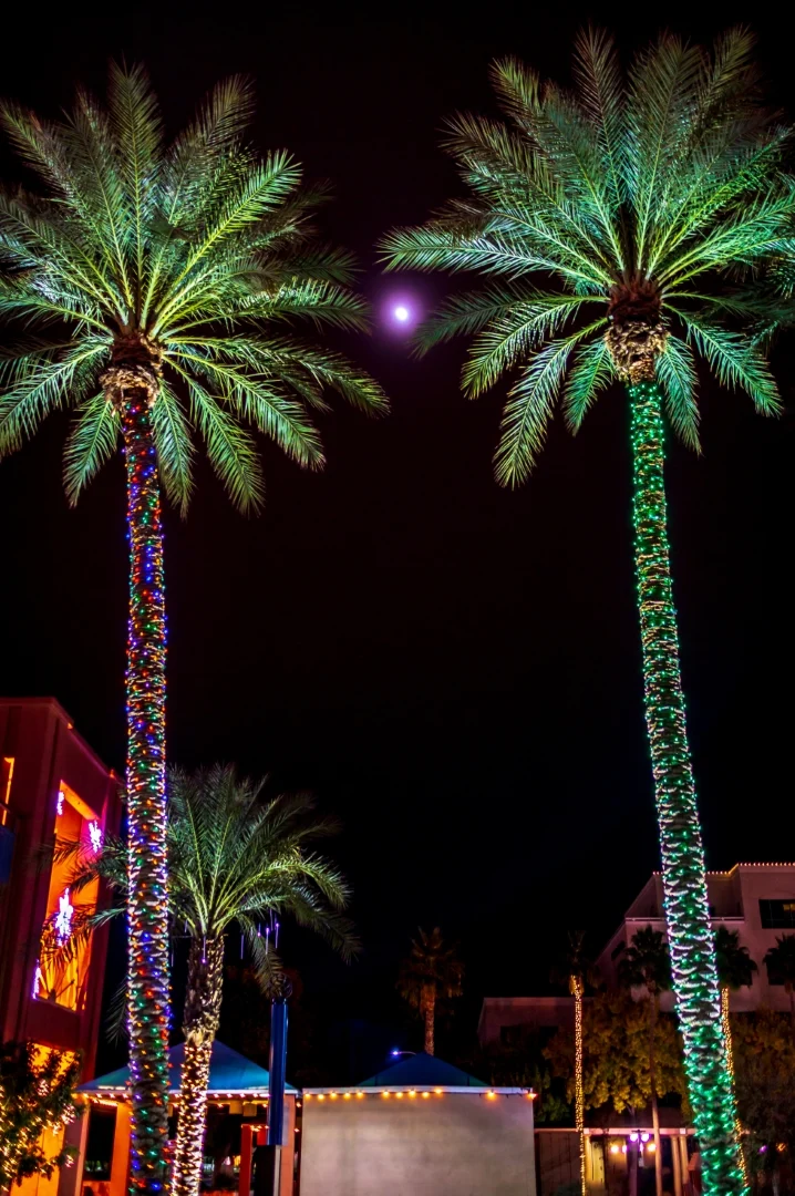 Palm Tree Light Maintenance
