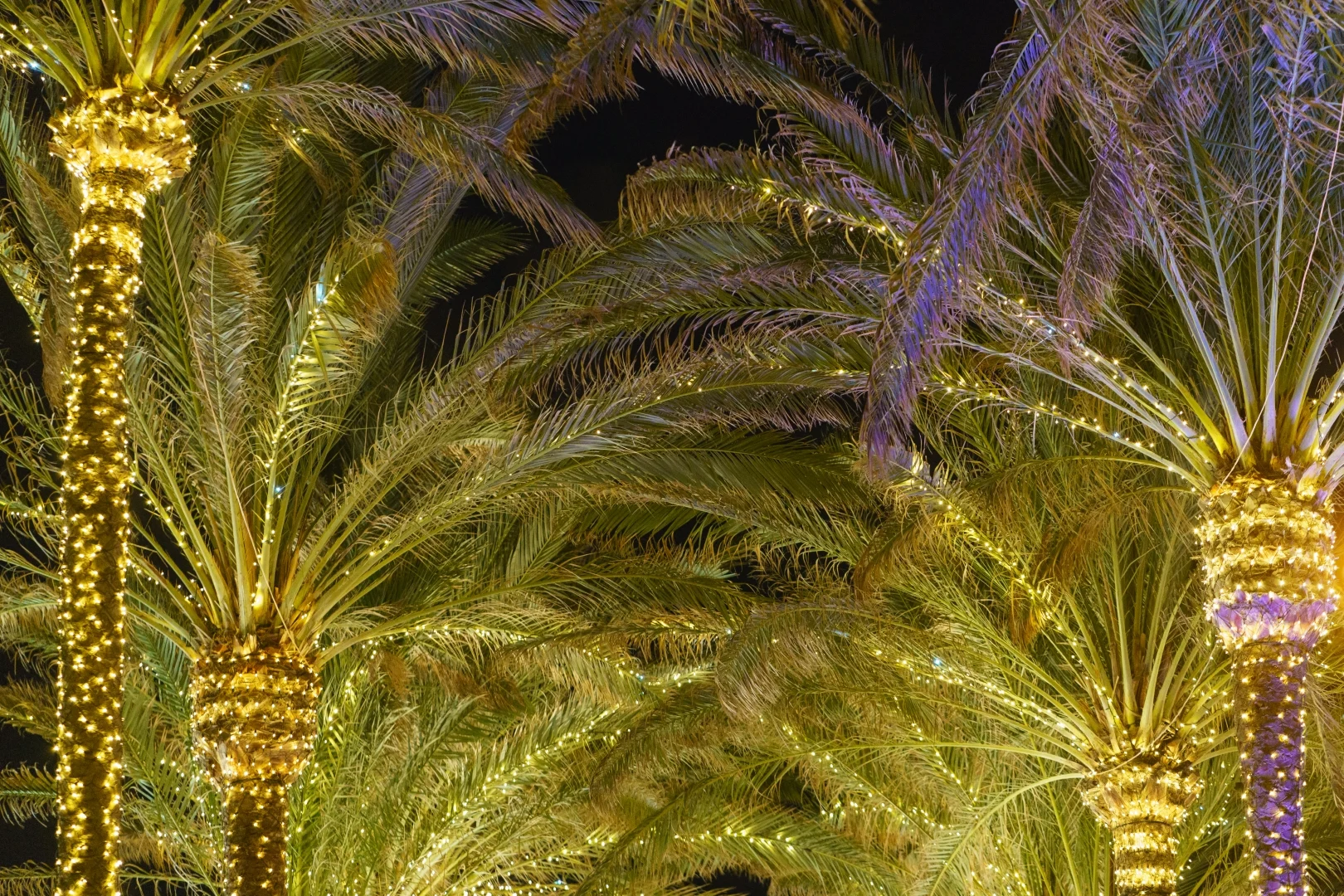 Palm Tree Lighting Repair
